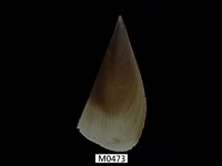 藏品(江瑤貝)的圖片